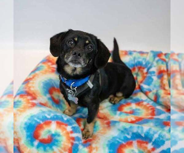 Medium Photo #4 Colonial Cocker Spaniel-Dachshund Mix Puppy For Sale in Kennesaw, GA, USA