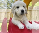 Small Photo #3 English Cream Golden Retriever Puppy For Sale in LOUISBURG, NC, USA