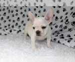 Small Photo #3 French Bulldog Puppy For Sale in GRAPEVINE, TX, USA