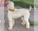 Small Photo #6 Afghan Hound Puppy For Sale in SAN BENITO, TX, USA