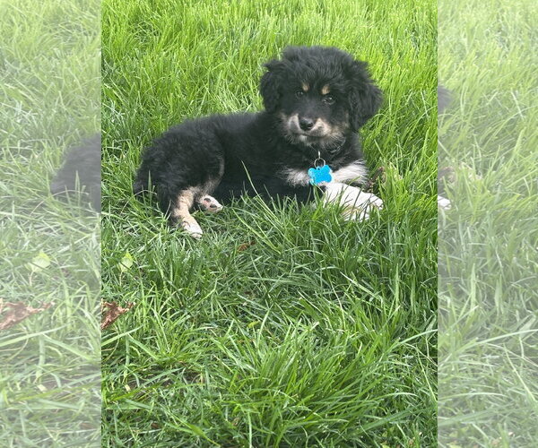 Medium Photo #3 Mutt Puppy For Sale in Plainfield, IL, USA