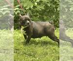 Small #5 French Bulldog