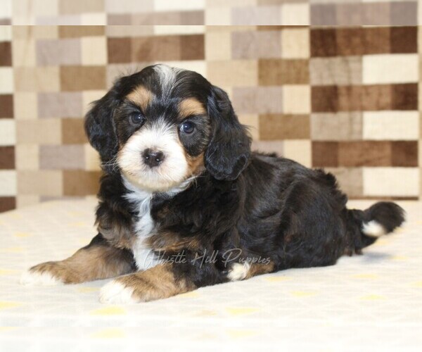 Medium Photo #2 Miniature Bernedoodle Puppy For Sale in DENVER, PA, USA