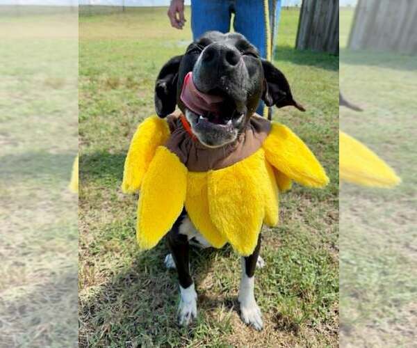 Medium Photo #2 Mutt Puppy For Sale in Abbeville, LA, USA