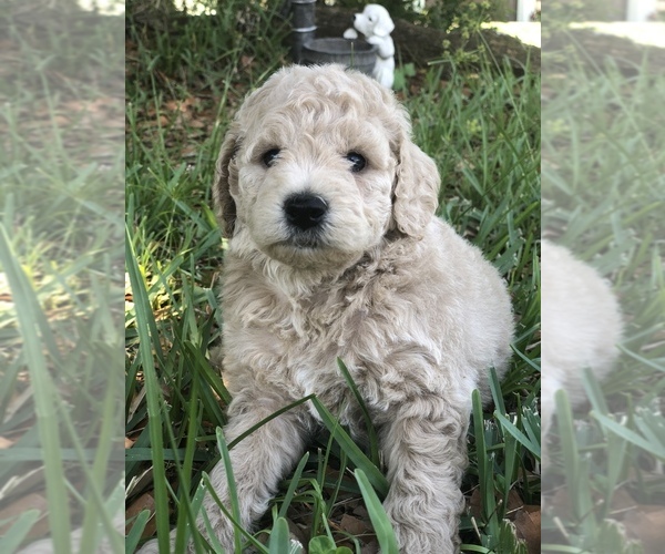 Medium Photo #7 Goldendoodle-Poodle (Miniature) Mix Puppy For Sale in KISSIMMEE, FL, USA
