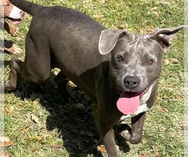 Medium Photo #2 American Pit Bull Terrier-Unknown Mix Puppy For Sale in Texas City, TX, USA