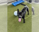 Small #1 American Pit Bull Terrier Mix