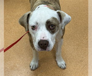 Mutt Dogs for adoption in Martinez, CA, USA