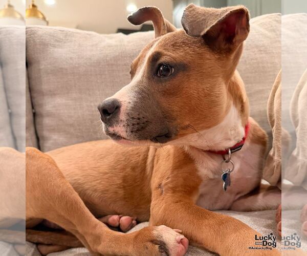 Medium Photo #6 Boxador Puppy For Sale in Washington, DC, USA