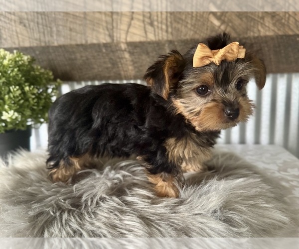 Medium Photo #6 Yorkshire Terrier Puppy For Sale in NAPPANEE, IN, USA