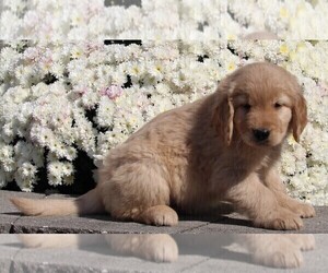 Golden Retriever Puppy for sale in FREDERICKSBURG, OH, USA