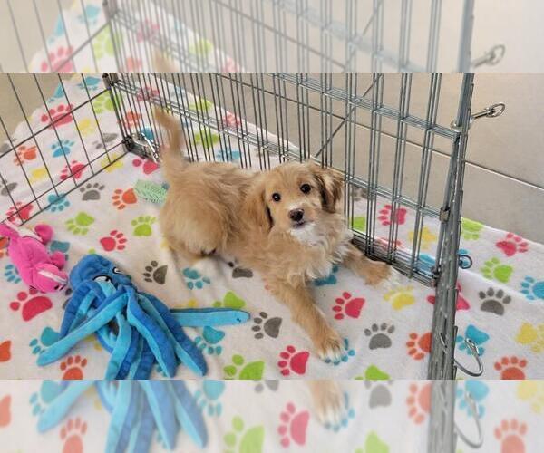 Medium Photo #6 Cavapoo mix (+ Poodle Miniature) Puppy For Sale in ORO VALLEY, AZ, USA