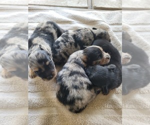 Chiranian Puppy for sale in HOUSTON, TX, USA