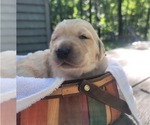 Small #7 Golden Retriever