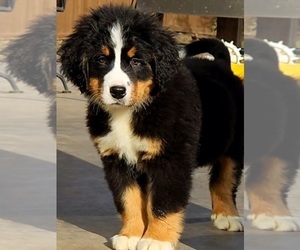 Bernese Mountain Dog Puppy for Sale in CEDAR RAPIDS, Iowa USA