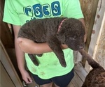 Small #7 Chesapeake Bay Retriever