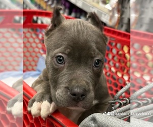 American Bully Puppy for Sale in NASHVILLE, Tennessee USA