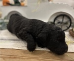 Small Photo #4 Aussiedoodle Puppy For Sale in FRANKLINTON, LA, USA