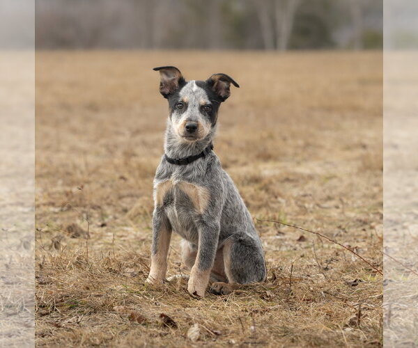 Medium Photo #3 Mutt Puppy For Sale in Garden City, NY, USA