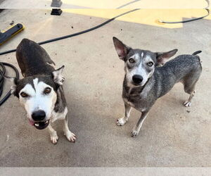 Hattie - Female Siberian Husky-Unknown Mix Dog for Adoption - Photo #8