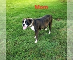 Small Photo #1 Boxer Puppy For Sale in PELZER, SC, USA