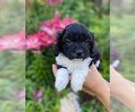 Small Photo #25 Cavapoo Puppy For Sale in MARQUAND, MO, USA