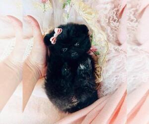 Pomeranian Puppy for sale in SANTA ANA, CA, USA