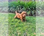 Puppy Cookie Double Doodle