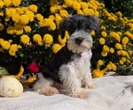 Small #2 Schnauzer (Miniature)