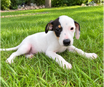 Jack - Male Jack-Rat Terrier Puppy for Sale - Photo #2