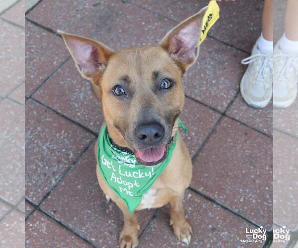 Medium Photo #3 Mutt Puppy For Sale in Washington, DC, USA