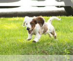 Small #1 Dachshund