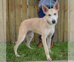 Small #1 Gerberian Shepsky