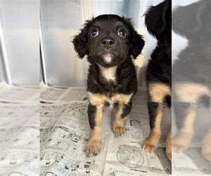 Boykin Spaniel Dogs for adoption in San Antonio, TX, USA
