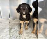 Small Boykin Spaniel