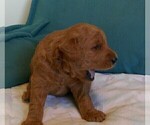 Small Photo #6 Labradoodle Puppy For Sale in ANACONDA, MT, USA