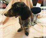 Small Photo #1 Dachshund Puppy For Sale in BEMIDJI, MN, USA