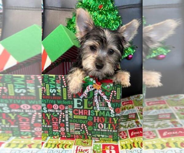 Medium Photo #1 Yorkshire Terrier Puppy For Sale in GREENWOOD, IN, USA