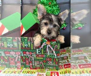 Yorkshire Terrier Puppy for sale in GREENWOOD, IN, USA