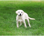 Small #3 Labrador Retriever
