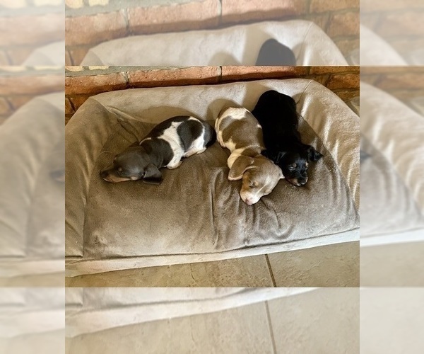 Medium Photo #58 Dachshund Puppy For Sale in LUBBOCK, TX, USA