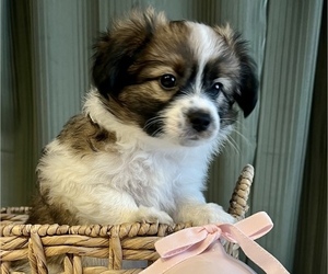 Paperanian Puppy for sale in GLENWOOD, NJ, USA