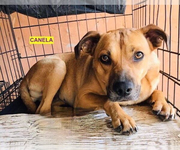 Medium Photo #2 Labrador Retriever-Rhodesian Ridgeback Mix Puppy For Sale in Woodland Hills, CA, USA