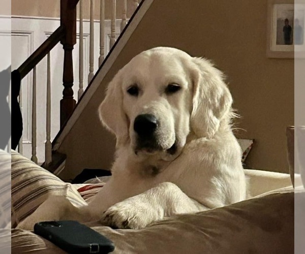 Medium Photo #43 English Cream Golden Retriever Puppy For Sale in MEDFORD TOWNSHIP, NJ, USA