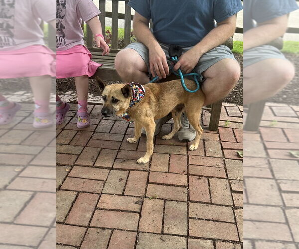 Medium Photo #9 Mutt Puppy For Sale in Springdale, PA, USA
