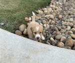 Puppy Puppy 6 Goldendoodle