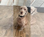 Small #2 Labradoodle