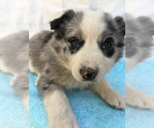Medium Photo #1 Border-Aussie Puppy For Sale in LOMA, CO, USA