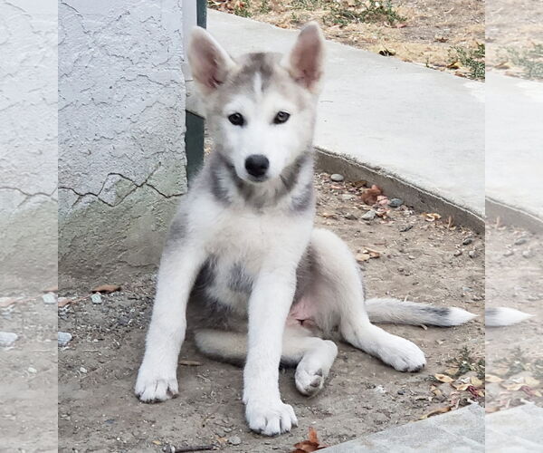 Medium Photo #4 Siberian Husky Puppy For Sale in Woodland, CA, USA