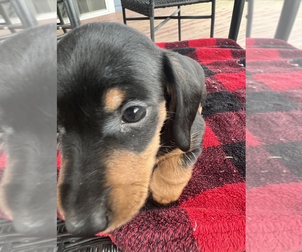 Medium Photo #3 Dachshund Puppy For Sale in PORTLAND, OR, USA